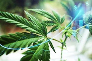cannabis chart growing