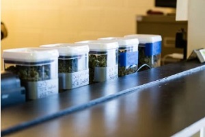 cannabis in containers