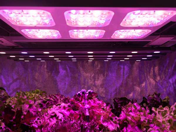 Cannabis underneath grow lights