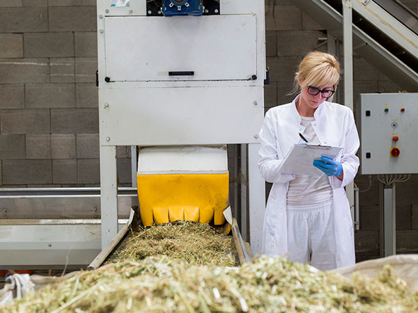 cannabis leafs going through lab for testing