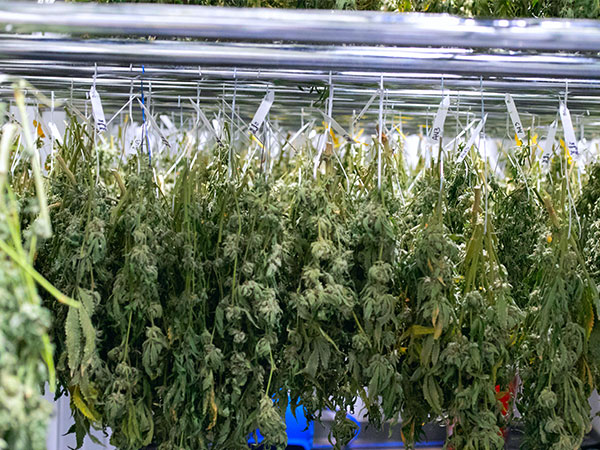 cannabis leaves hanging on drying racks