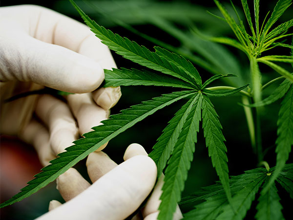 close up of a hand holding a cannabis plant