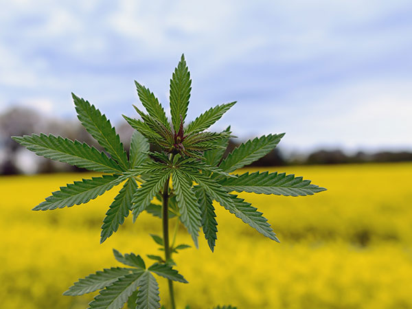 close up of cannabis plant on a field
