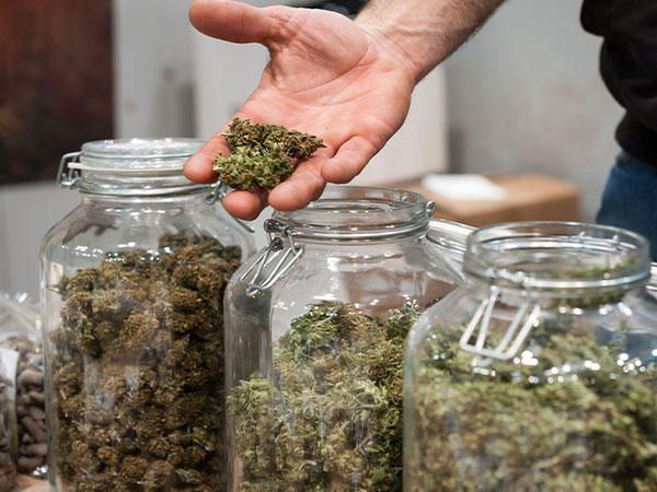 hands holding cannabis flowers