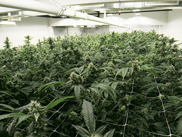 indoor cannabis crop