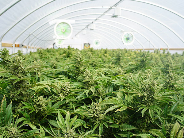 indoor cannabis crop