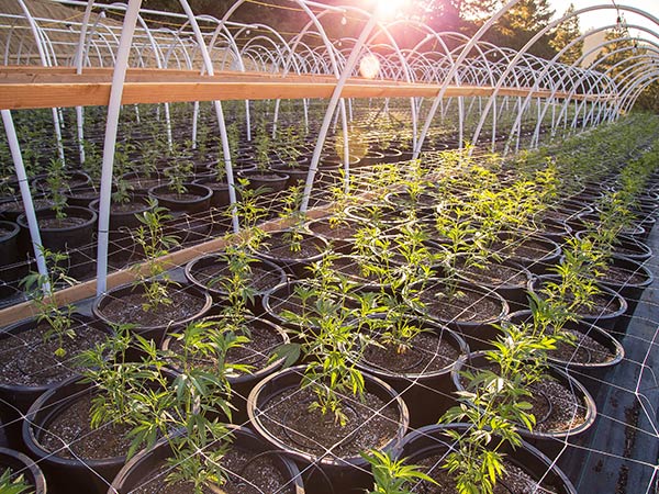 outdoor cannabis cultivation farm