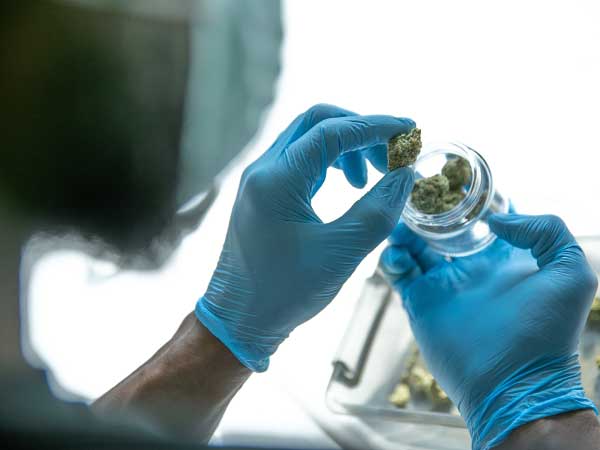 Cannabis cultivator inspecting flower