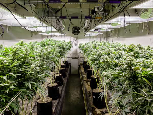 Inside view of a cannabis grow room