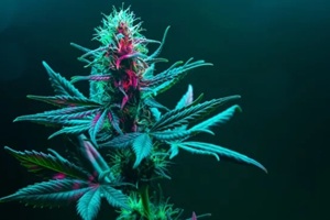 cannabis fowering plant on dark green background