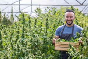 cannabis sativa is grown industrially for the production of cannabis for derived products such as CBD oil
