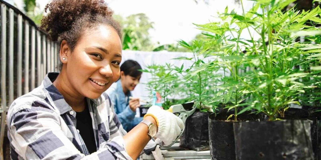 diversity of gardener woman with pruning shears for decorating branches of cannabis