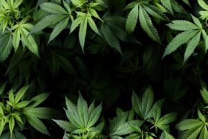 Array of Cannabis Plants growing together