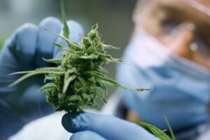 Cannabis Cultivator closely inspecting a bud