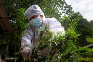 Cannabis Staff Harvesting Hemp Flowers with Safety Gears