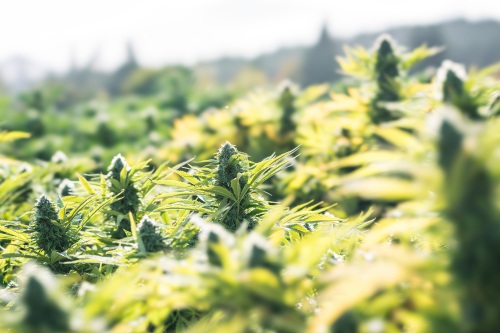 Cannabis Crops Growing in field
