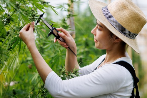 Cannabis Farmer checking plant maturity
