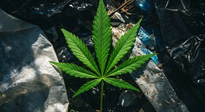 A vibrant cannabis leaf rests atop a collection of discarded plastic refuse, highlighting pollution