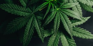 marijuana leaves cannabis plants a beautiful background
